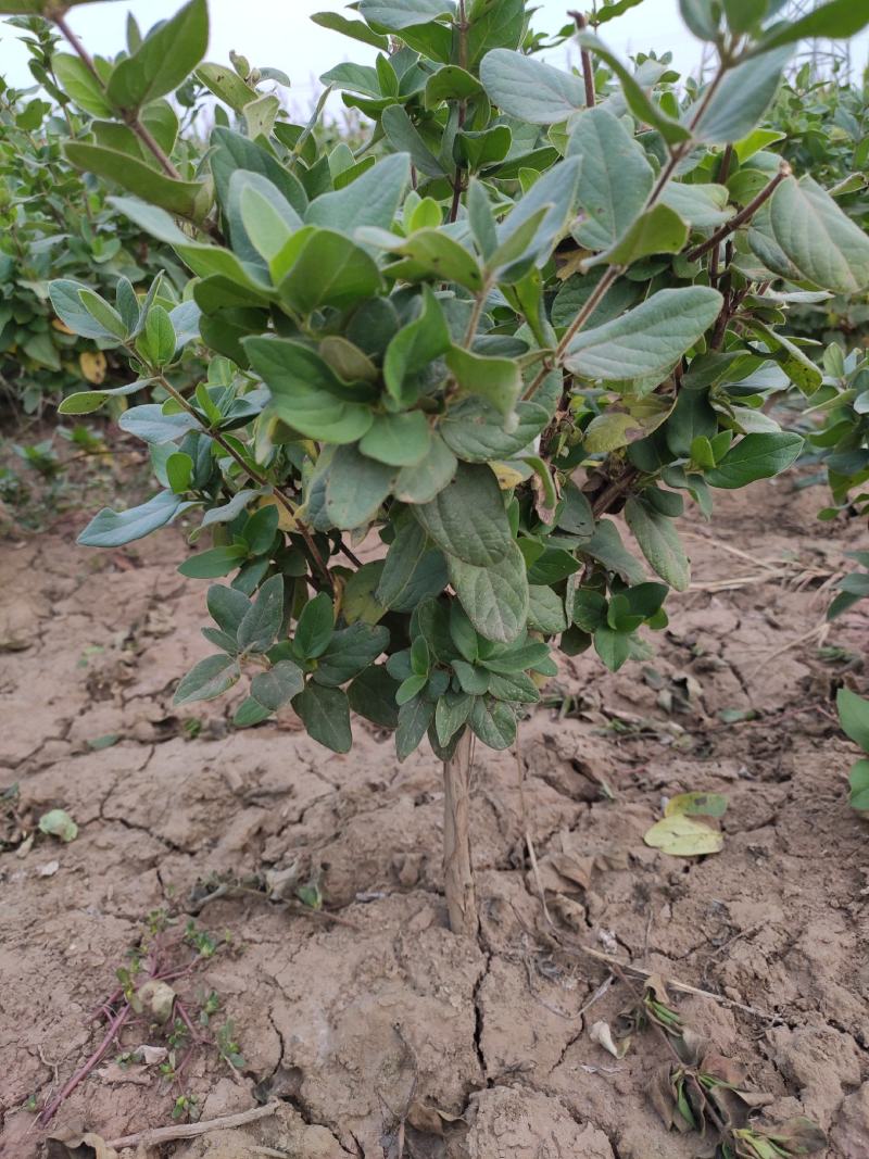 金银花苗2年苗四季树型金银花苗木新品种金银花树苗批发