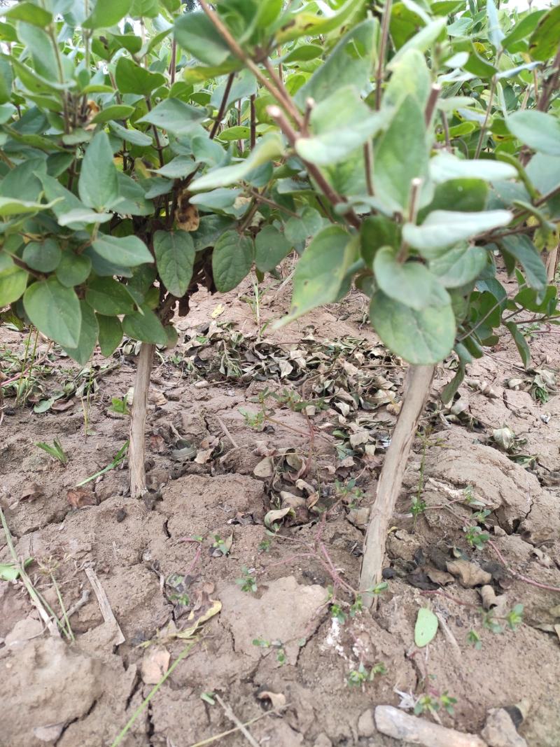 金银花苗2年苗四季树型金银花苗木新品种金银花树苗批发