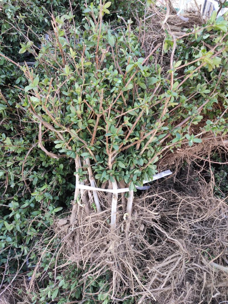 金银花苗2年苗四季树型金银花苗木新品种金银花树苗批发