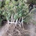 金银花苗2年苗四季树型金银花苗木新品种金银花树苗批发