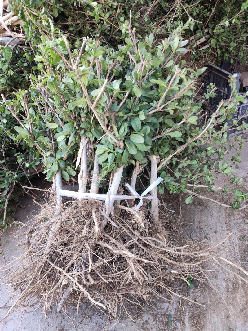 金银花苗2年苗四季树型金银花苗木新品种金银花树苗批发