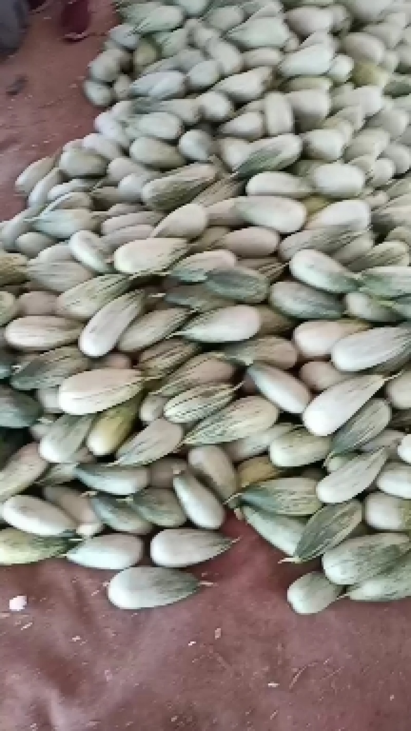 博洋甜瓜大量上市，欢迎各地客商全来收购，品种多样化，质量
