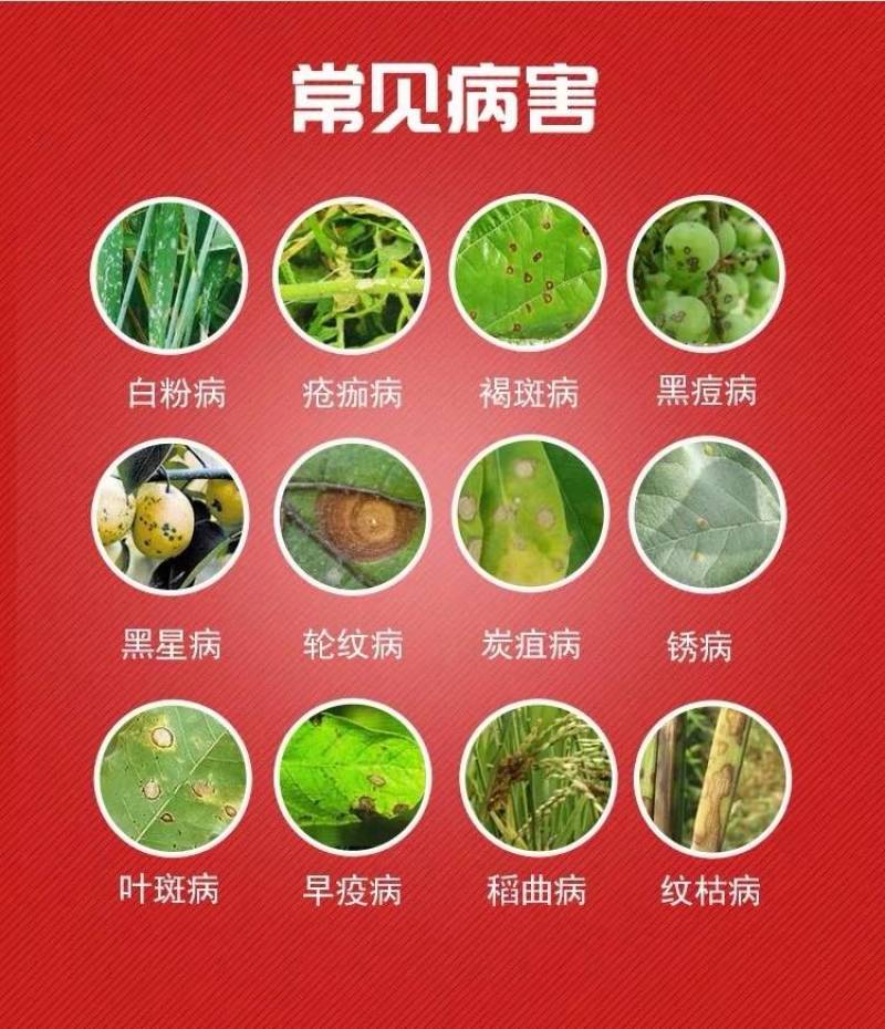 利民80%代森锰锌花卉果蔬多肉疫病月季黑斑炭疽病杀菌剂