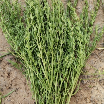 小麦草
