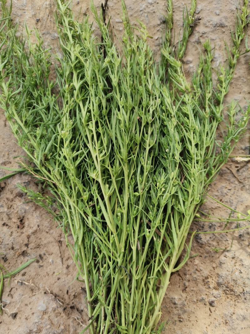 小麦草