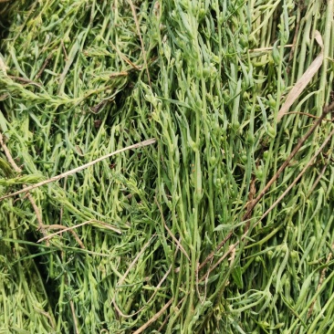 小麦草，又名百怂草