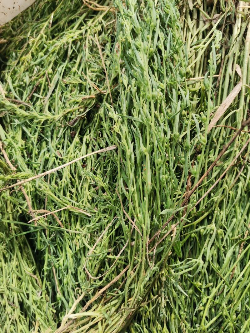 小麦草，又名百怂草
