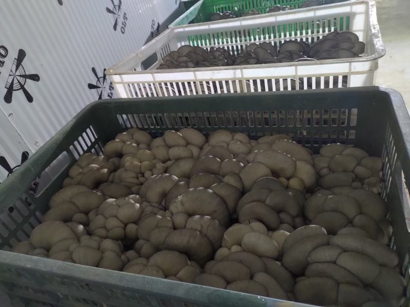 反季节平菇硬柄菇颜色灰黑需要可电联