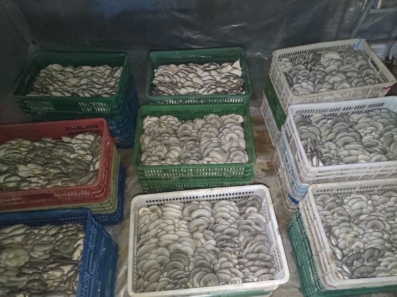 反季节平菇硬柄菇颜色灰黑需要可电联