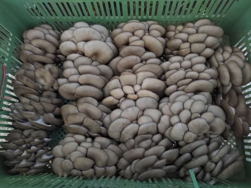反季节平菇硬柄菇颜色灰黑需要可电联