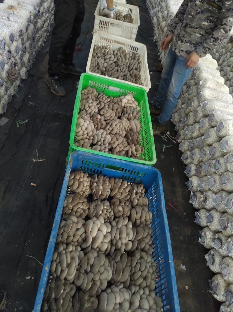 反季节平菇硬柄菇颜色灰黑需要可电联