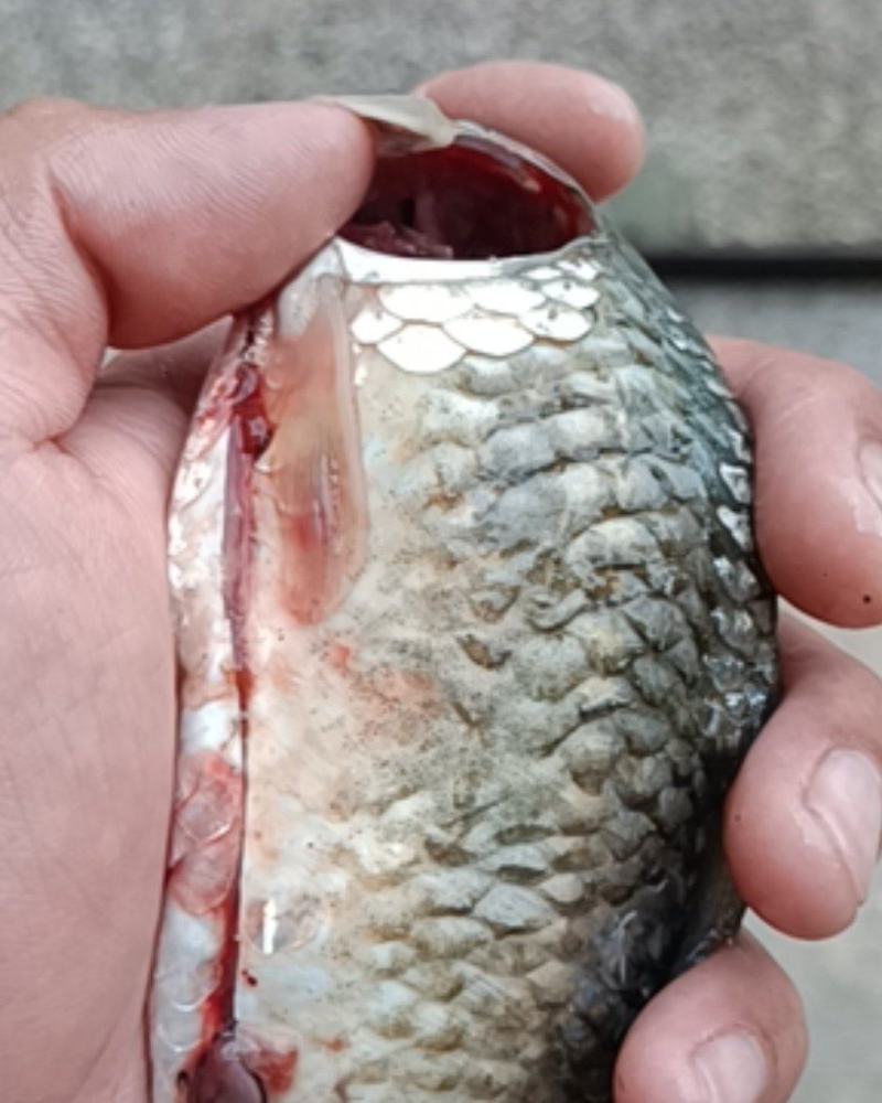 江西鲫鱼，品种齐全，基地直供土鲫鱼开膛去内脏，去鳞，去腮