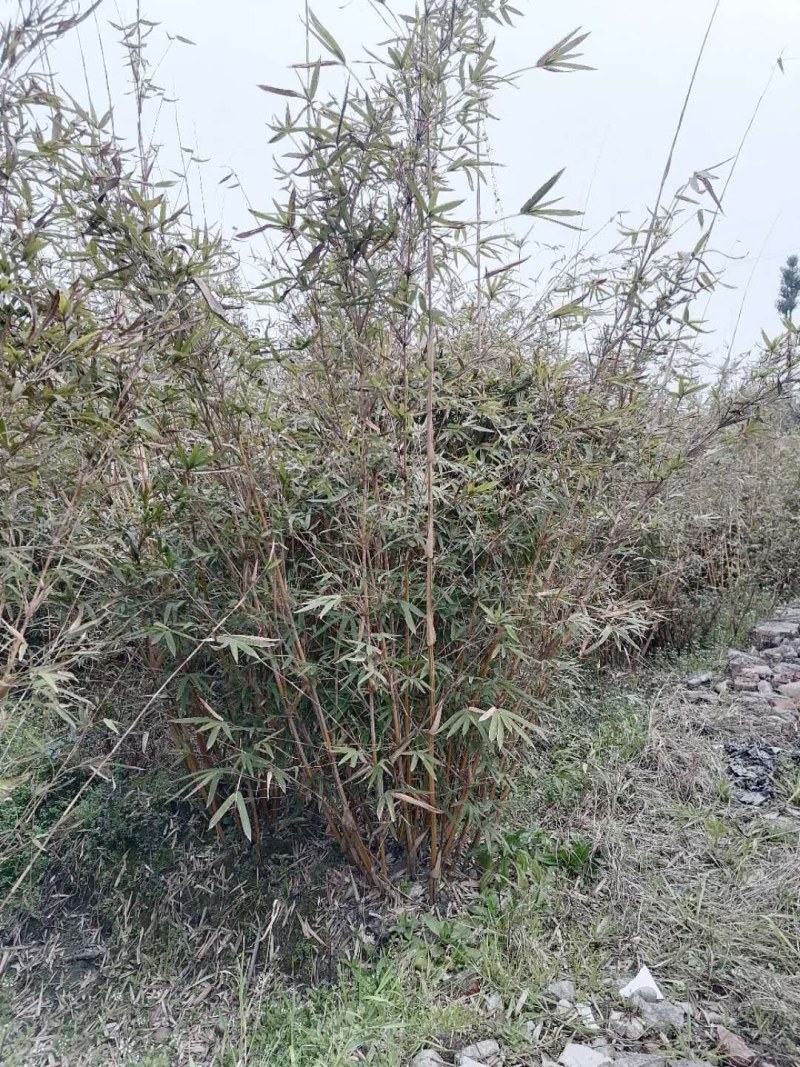 琴丝竹地苗，高度1-3米，一丛10根，带土球