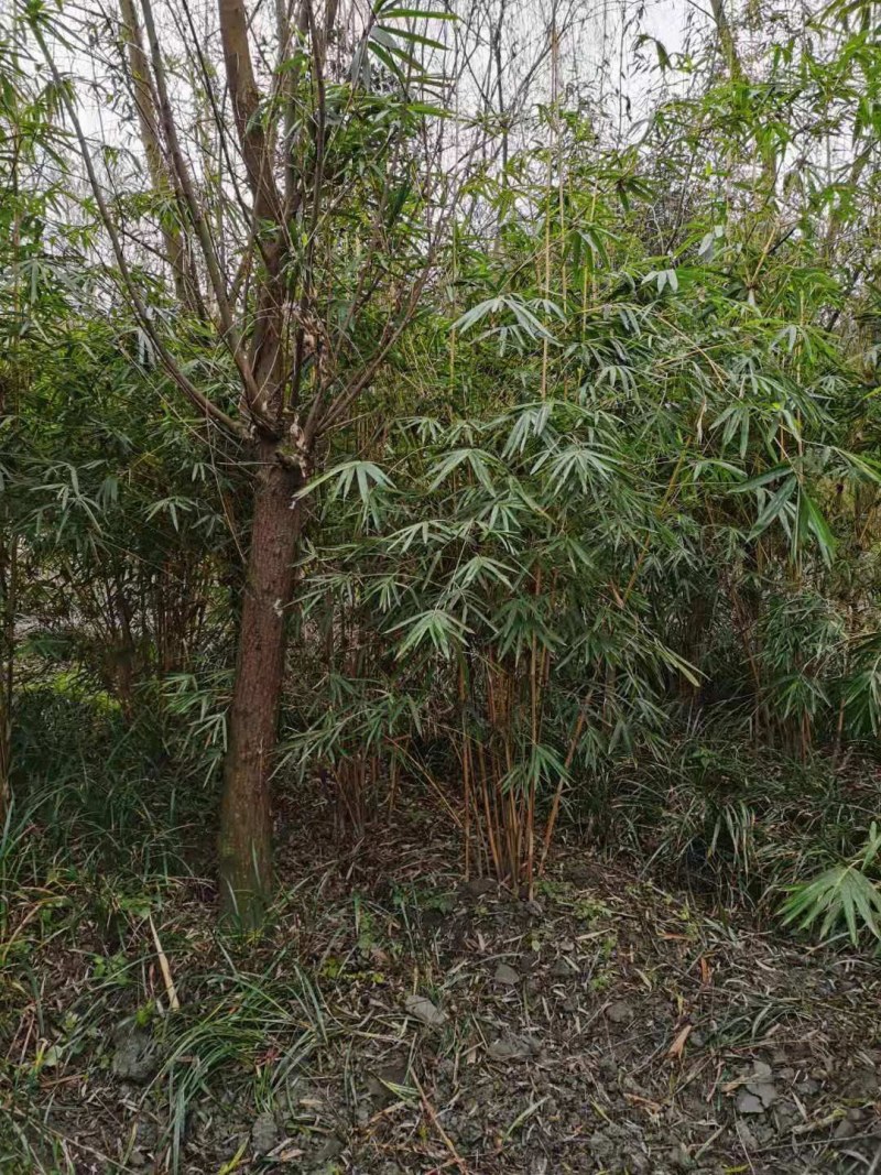 琴丝竹地苗，高度1-3米，一丛10根，带土球