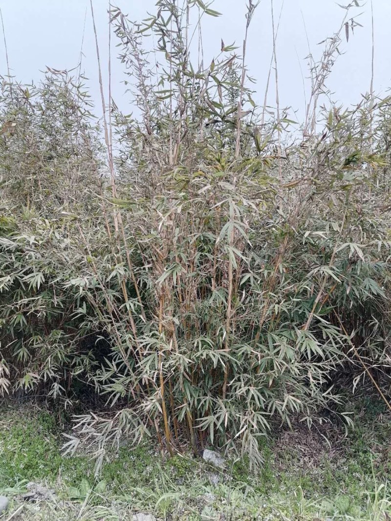 琴丝竹地苗，高度1-3米，一丛10根，带土球
