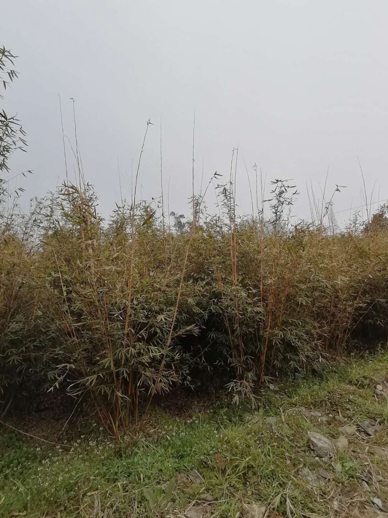 琴丝竹地苗，高度1-3米，一丛10根，带土球