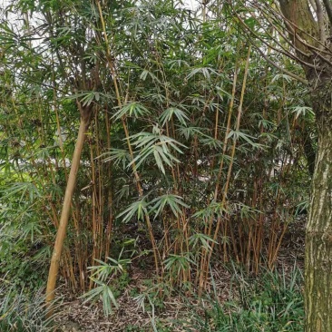 琴丝竹地苗，高度1-3米，一丛10根，带土球