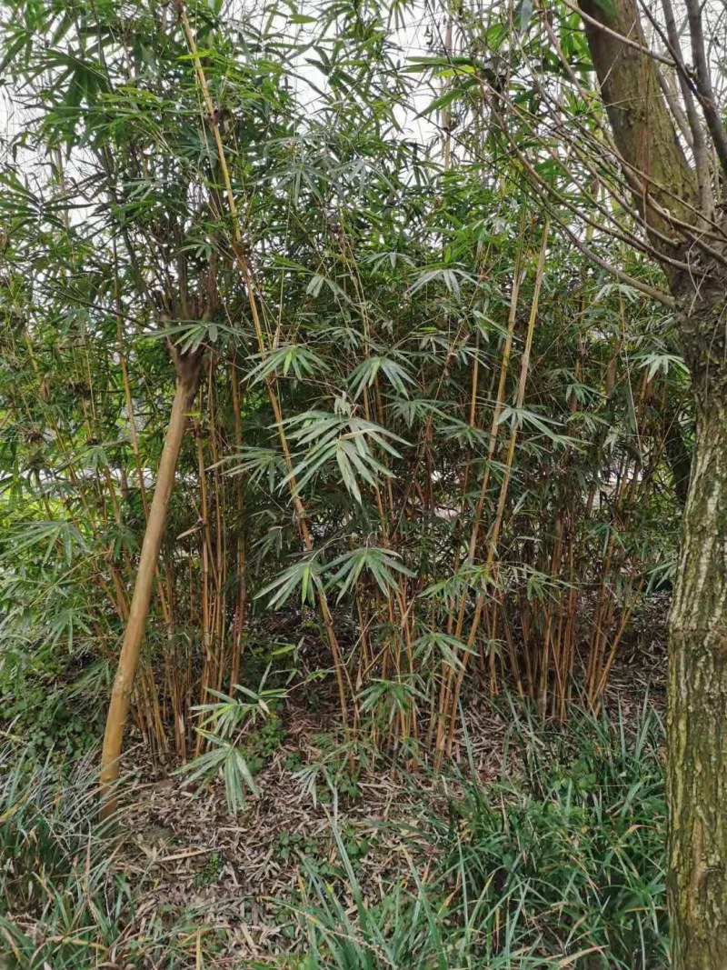琴丝竹地苗，高度1-3米，一丛10根，带土球