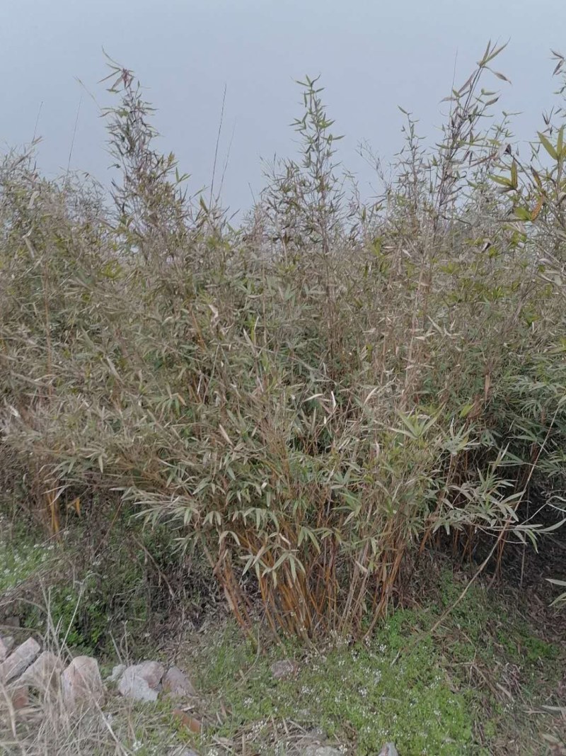 琴丝竹地苗，高度1-3米，一丛10根，带土球