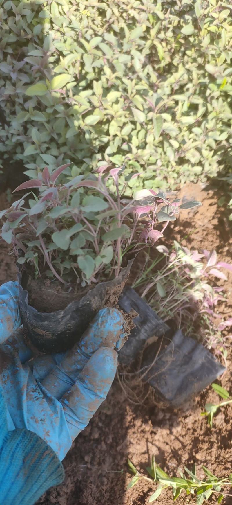 美国薄荷