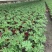 驱蚊草四川成都驱蚊草基地苗好成活率高欢迎联系