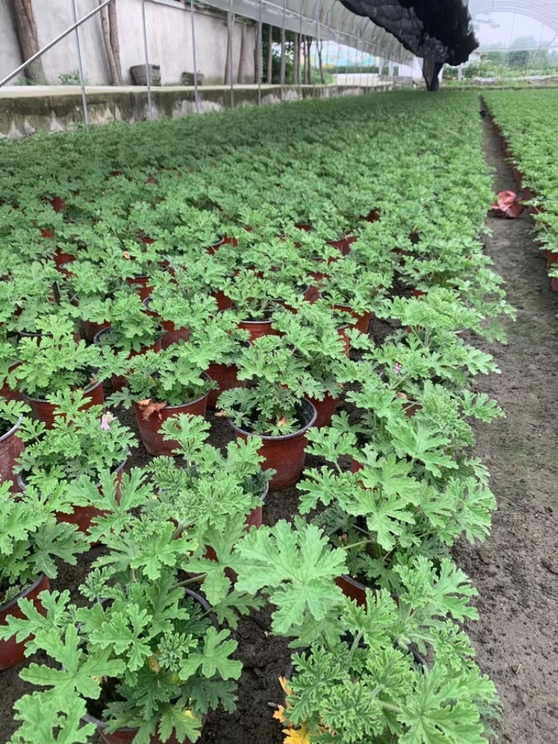 驱蚊草四川成都驱蚊草基地苗好成活率高欢迎联系