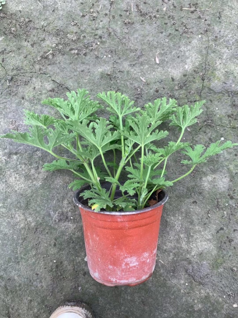 驱蚊草四川成都驱蚊草基地苗好成活率高欢迎联系