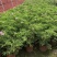 驱蚊草四川成都驱蚊草基地苗好成活率高欢迎联系
