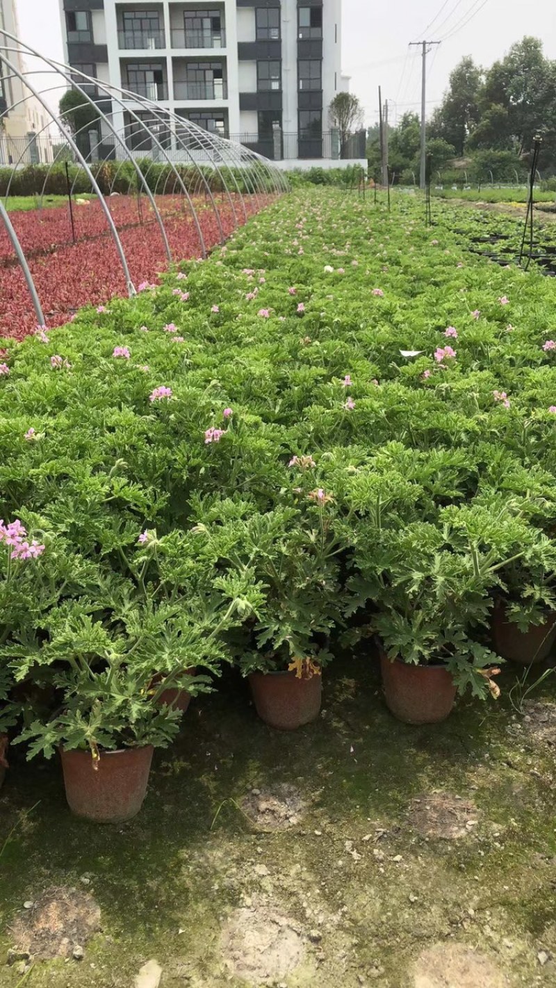驱蚊草四川成都驱蚊草基地苗好成活率高欢迎联系