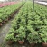 驱蚊草四川成都驱蚊草基地苗好成活率高欢迎联系