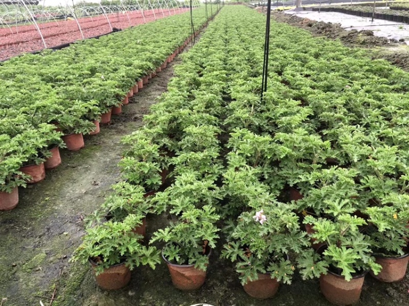 驱蚊草四川成都驱蚊草基地苗好成活率高欢迎联系