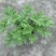 驱蚊草四川成都驱蚊草基地苗好成活率高欢迎联系