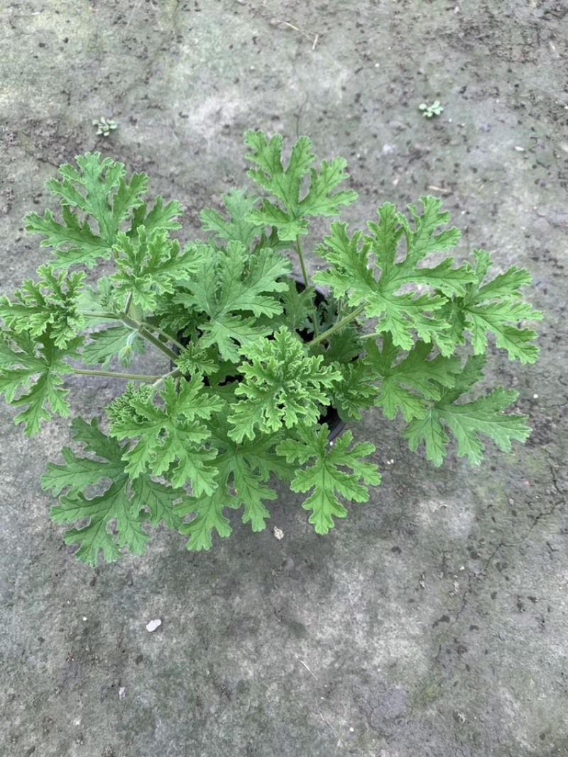 驱蚊草四川成都驱蚊草基地苗好成活率高欢迎联系
