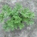 驱蚊草四川成都驱蚊草基地苗好成活率高欢迎联系