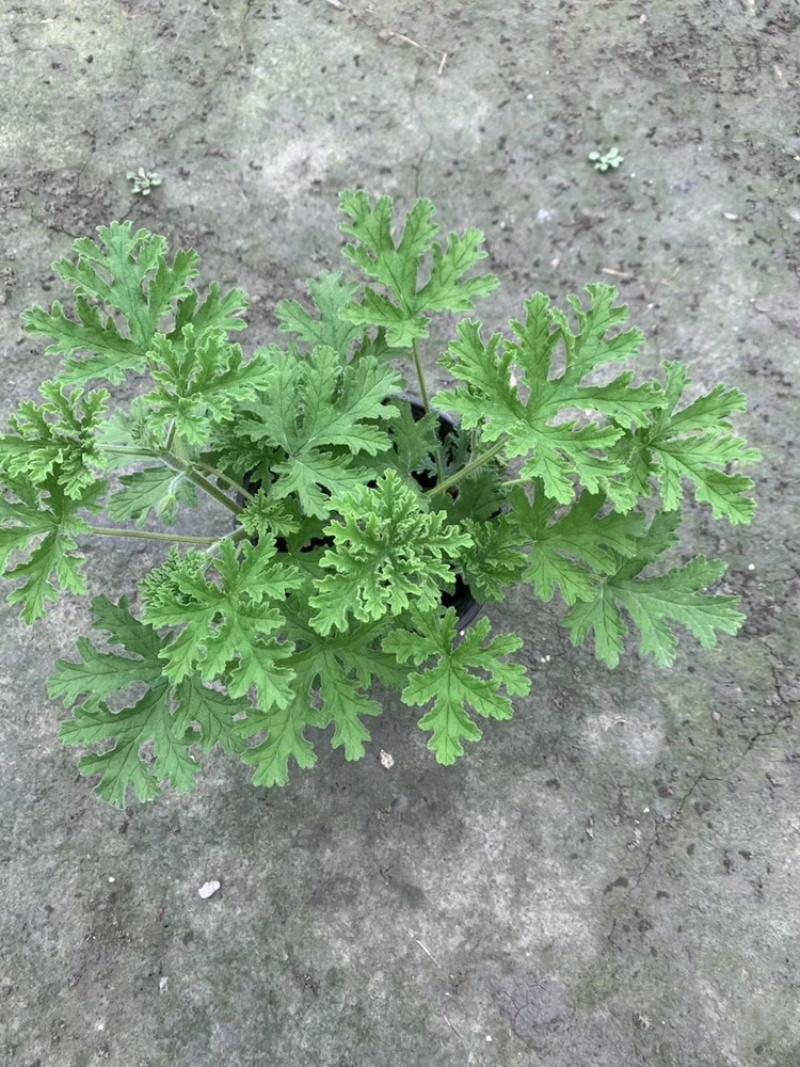 驱蚊草四川成都驱蚊草基地苗好成活率高欢迎联系