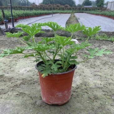 驱蚊草四川成都驱蚊草基地苗好成活率高欢迎联系