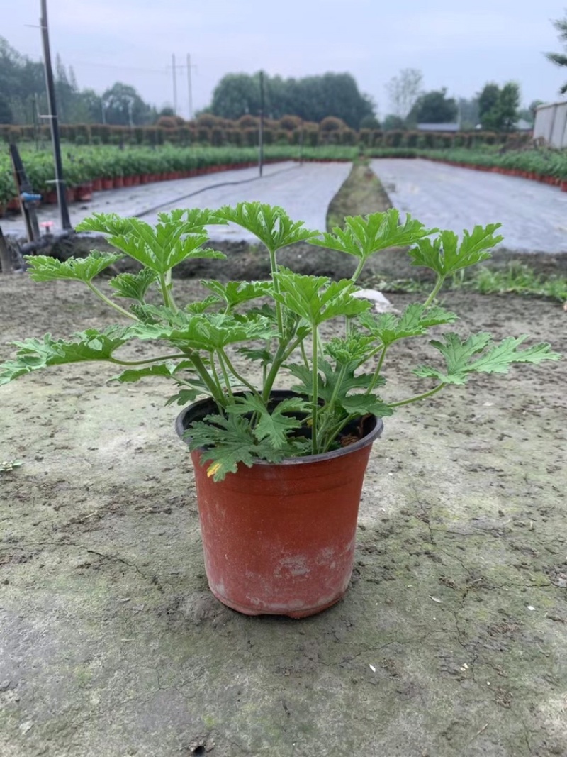 驱蚊草四川成都驱蚊草基地苗好成活率高欢迎联系