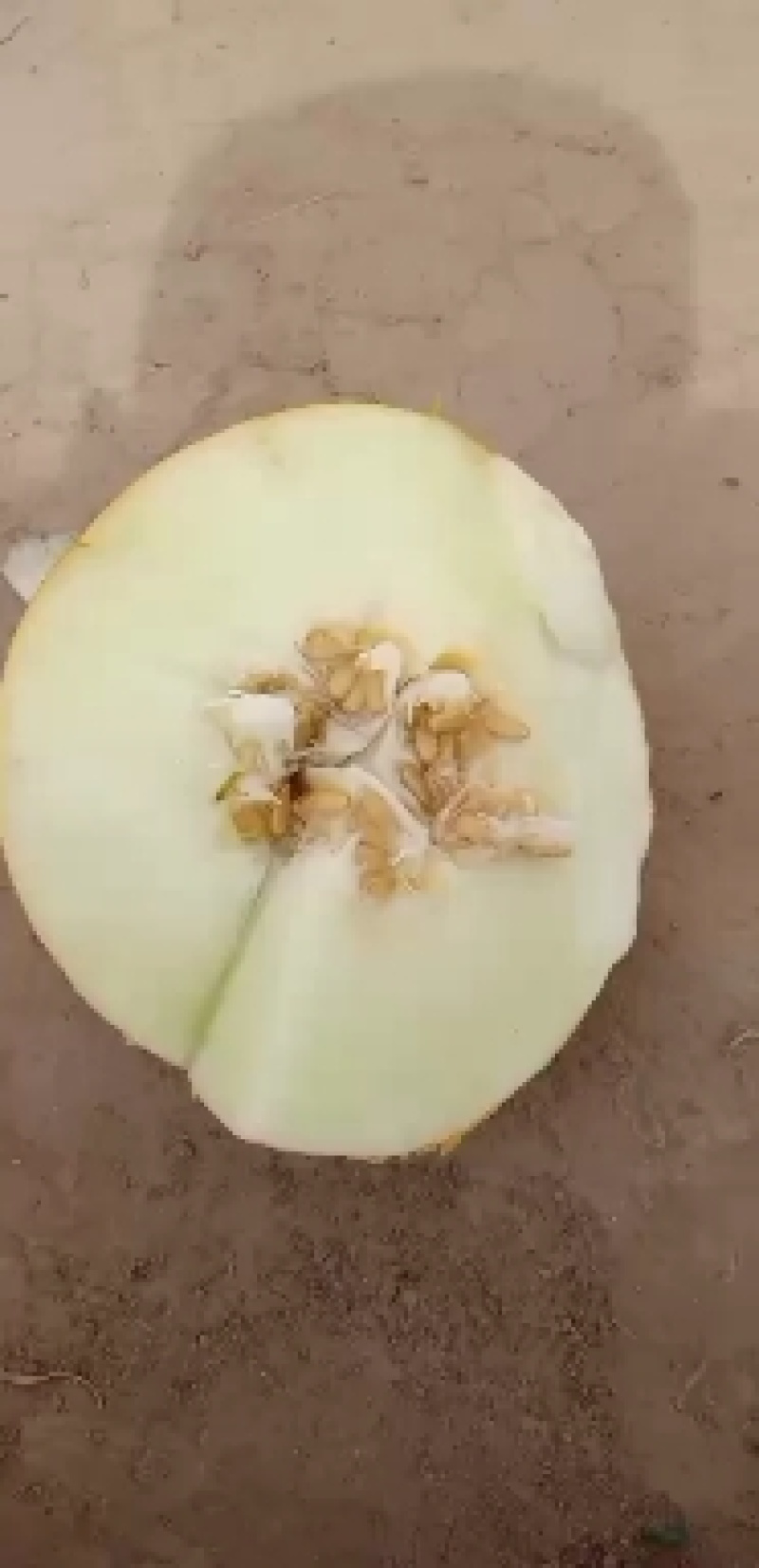 久红瑞甜瓜，大量上市中有需要的课商朋友欢迎订购采购，订单