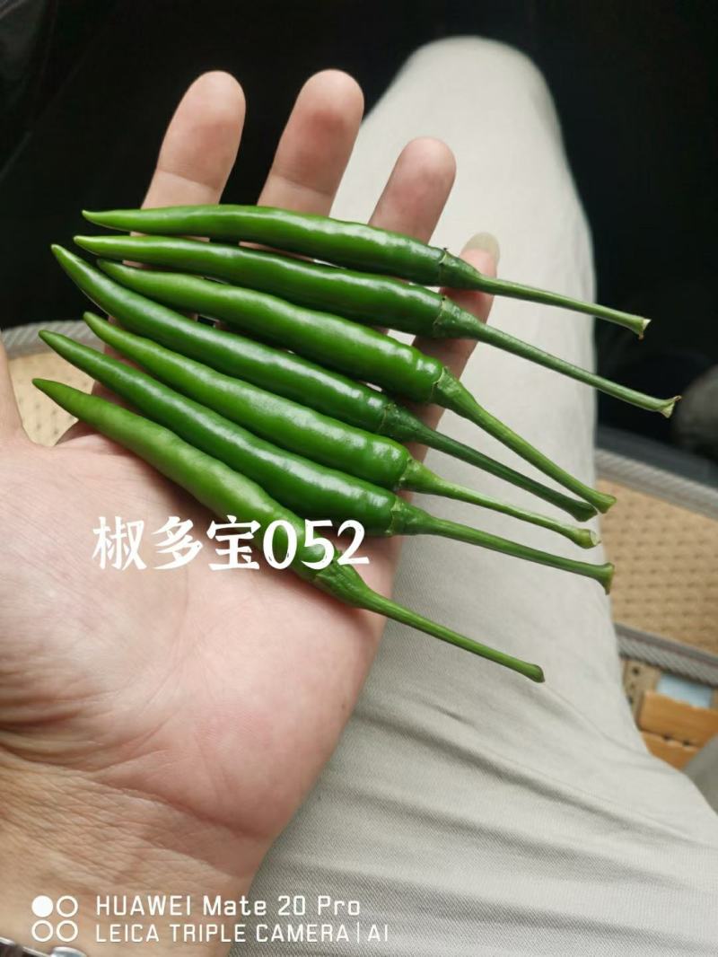 椒多宝052大果朝天椒种子硬度高把子长粗，顺直抗病强