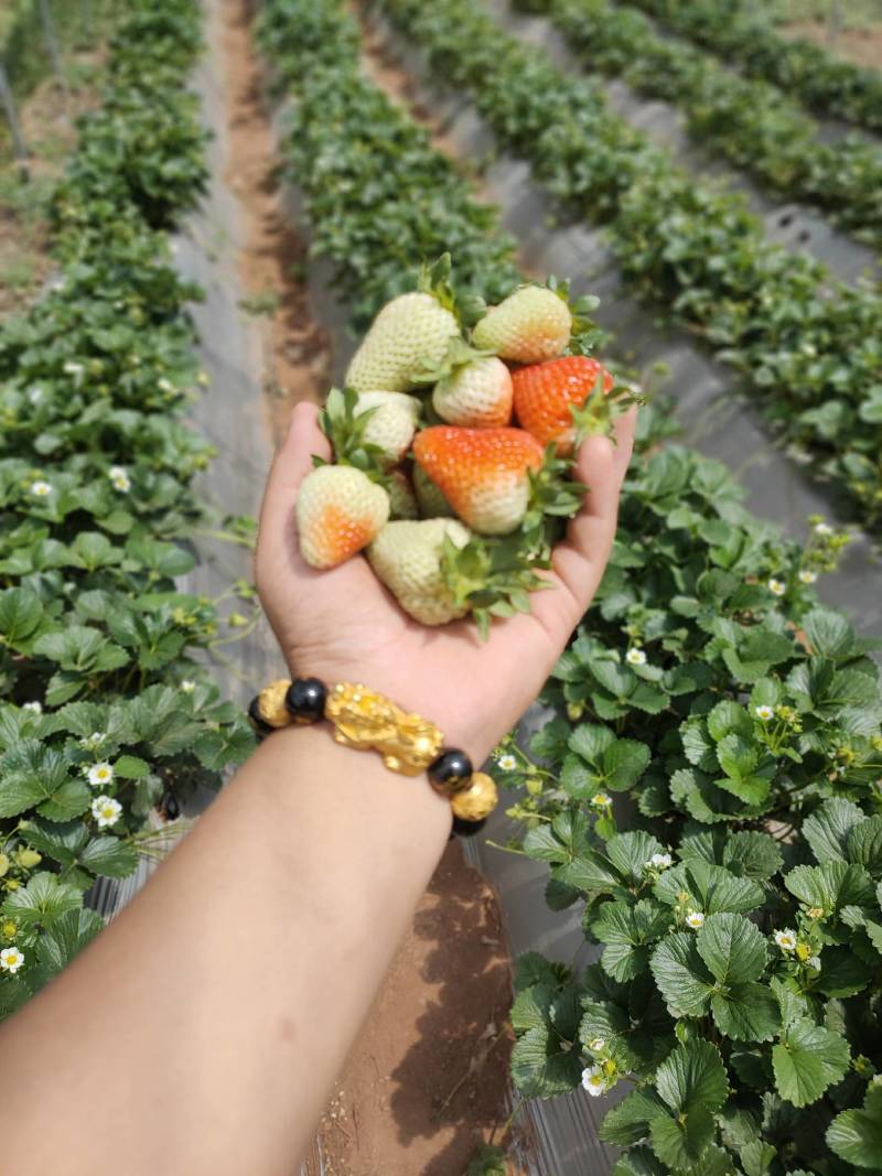 四季草莓蒙特瑞鲜草莓基地直发