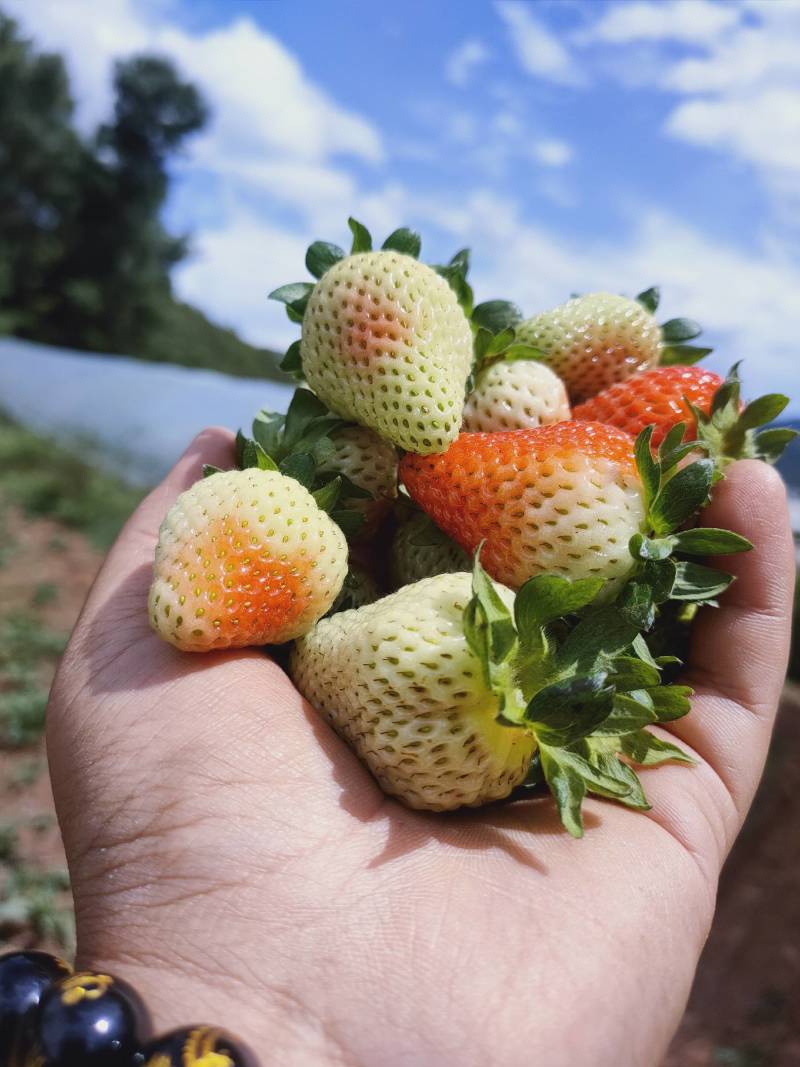 四季草莓蒙特瑞鲜草莓基地直发