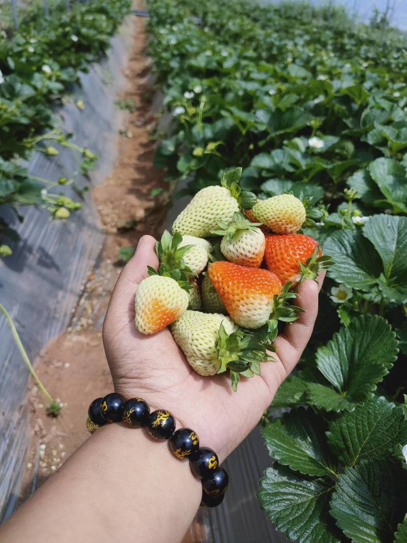 四季草莓蒙特瑞鲜草莓基地直发