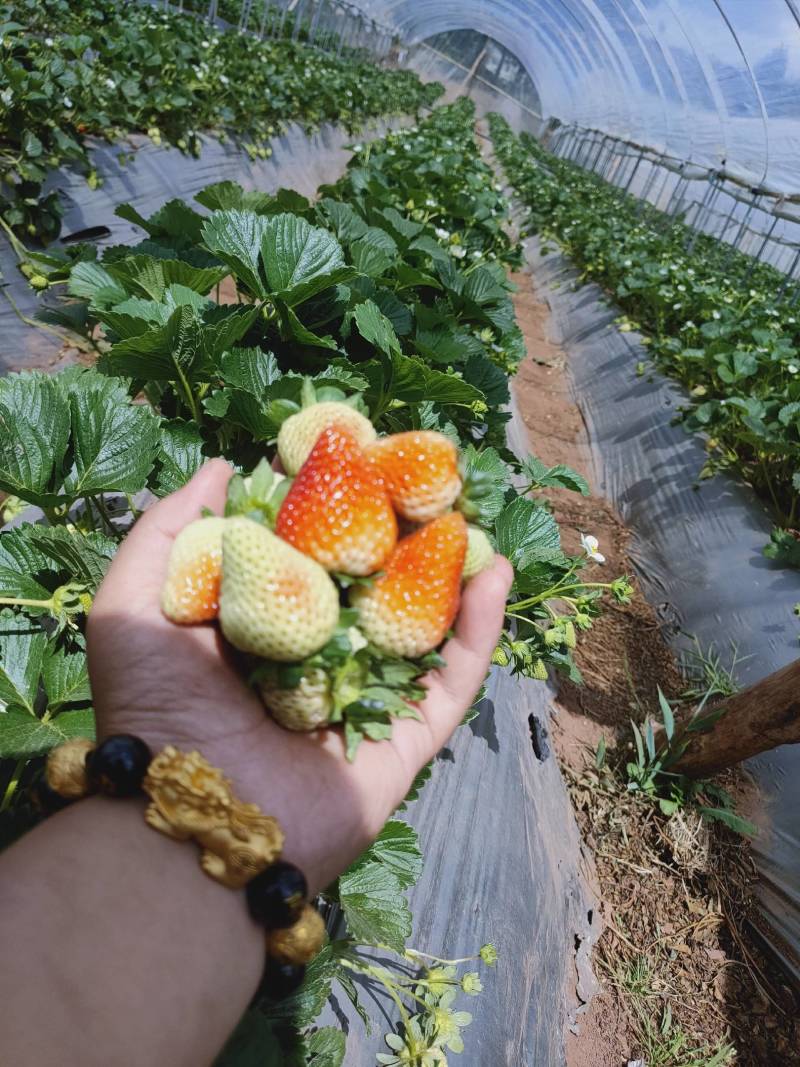 四季草莓蒙特瑞鲜草莓基地直发