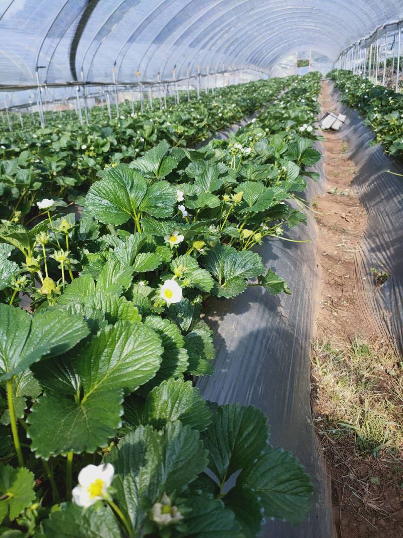 四季草莓蒙特瑞鲜草莓基地直发