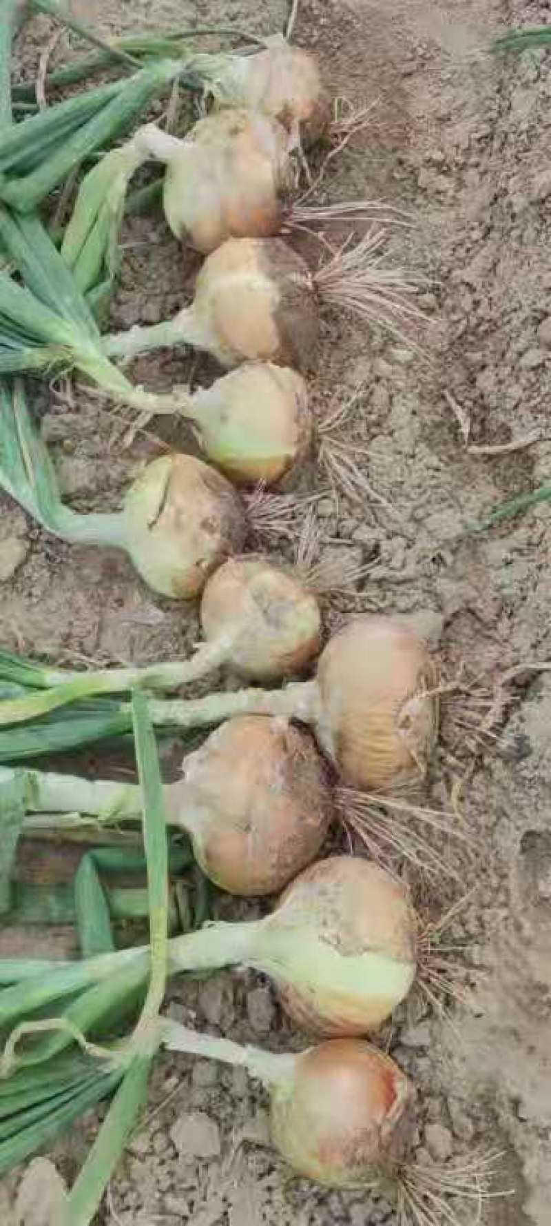 黄洋葱，精品黄葱大量供应，供应市场，电商，工厂