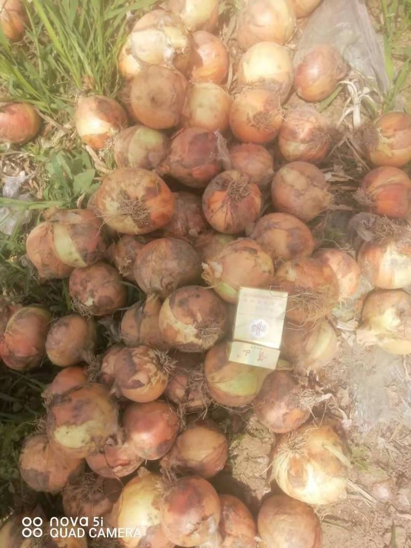 黄洋葱，精品黄葱大量供应，供应市场，电商，工厂