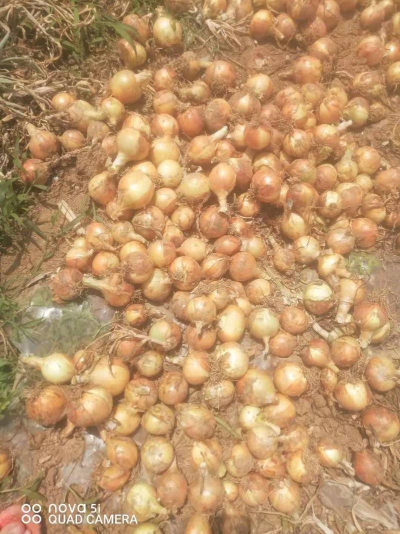 黄洋葱，精品黄葱大量供应，供应市场，电商，工厂
