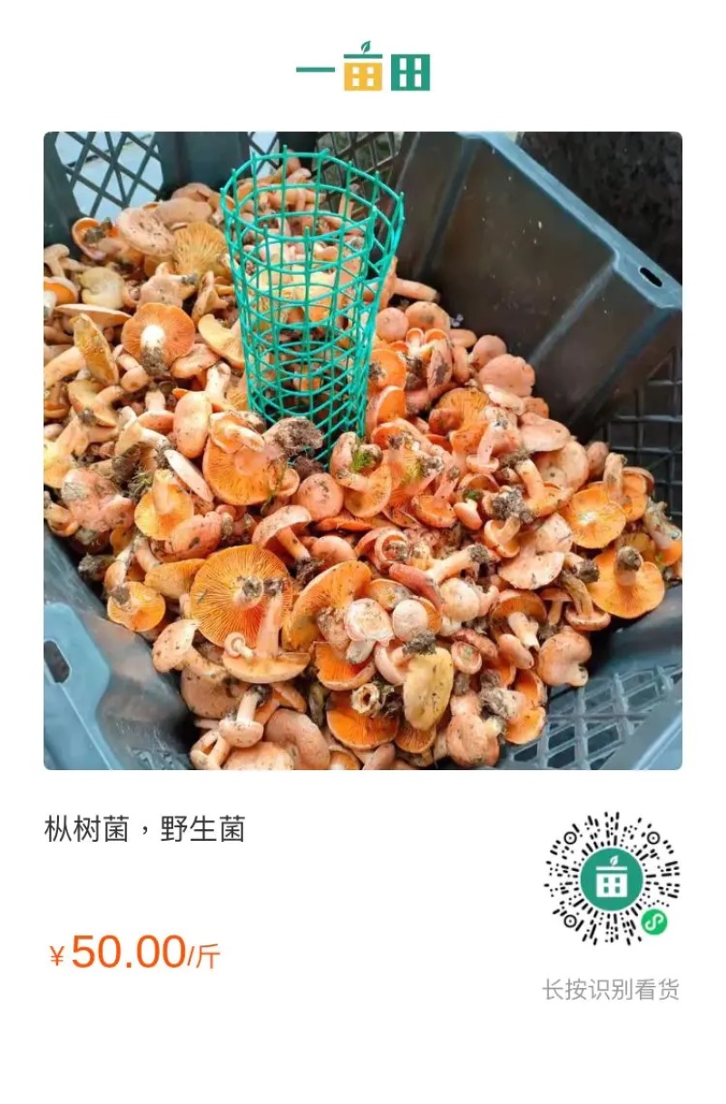 松树菌，松乳菇，枞树菌，野生菌，本土特产，欢迎大家围观