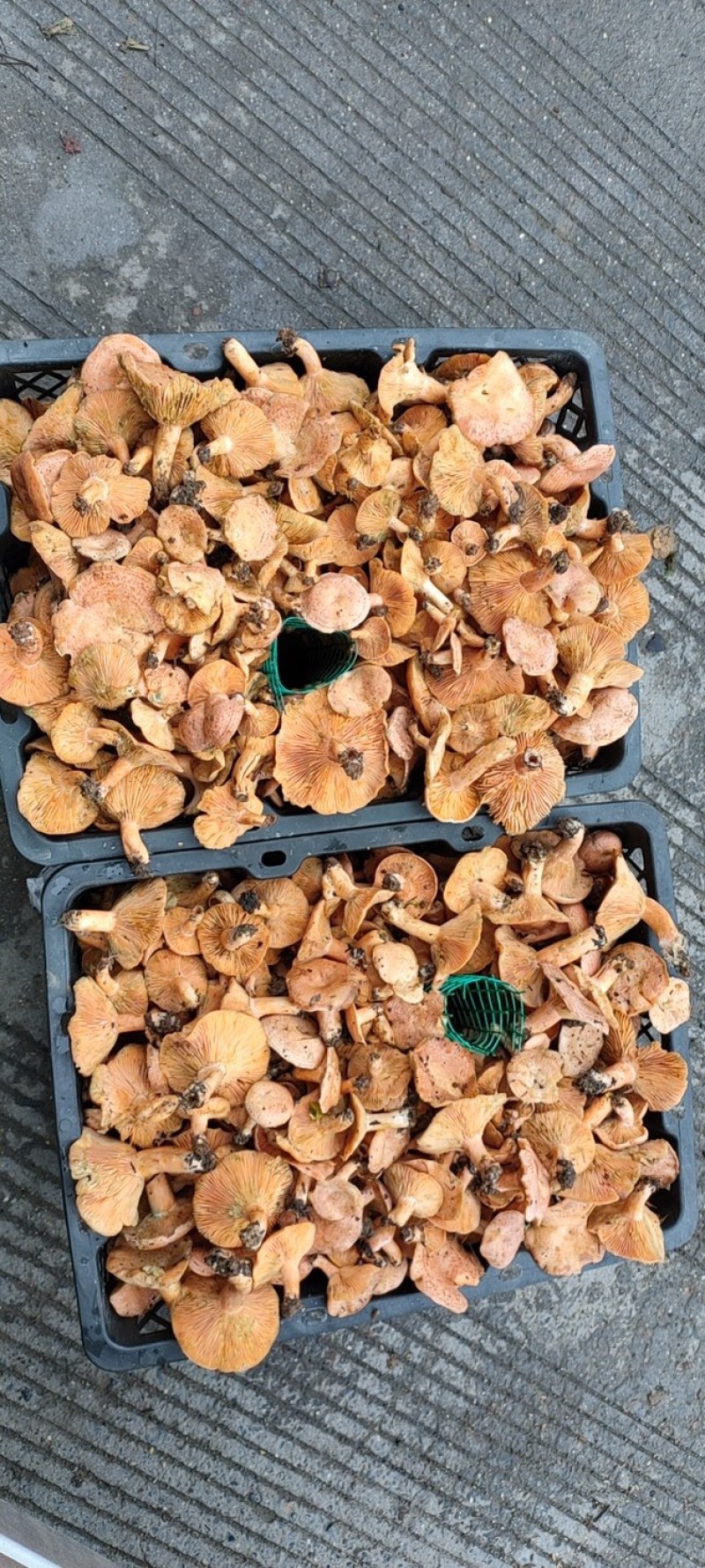 松树菌，松乳菇，枞树菌，野生菌，本土特产，欢迎大家围观