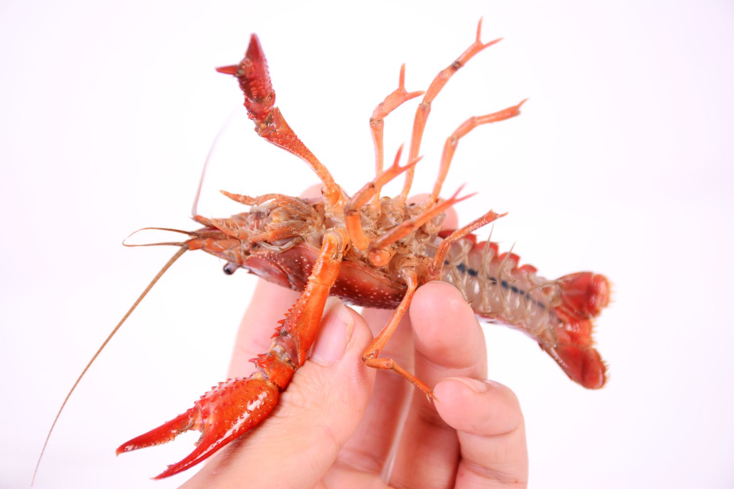 澳洲红螯虾特写